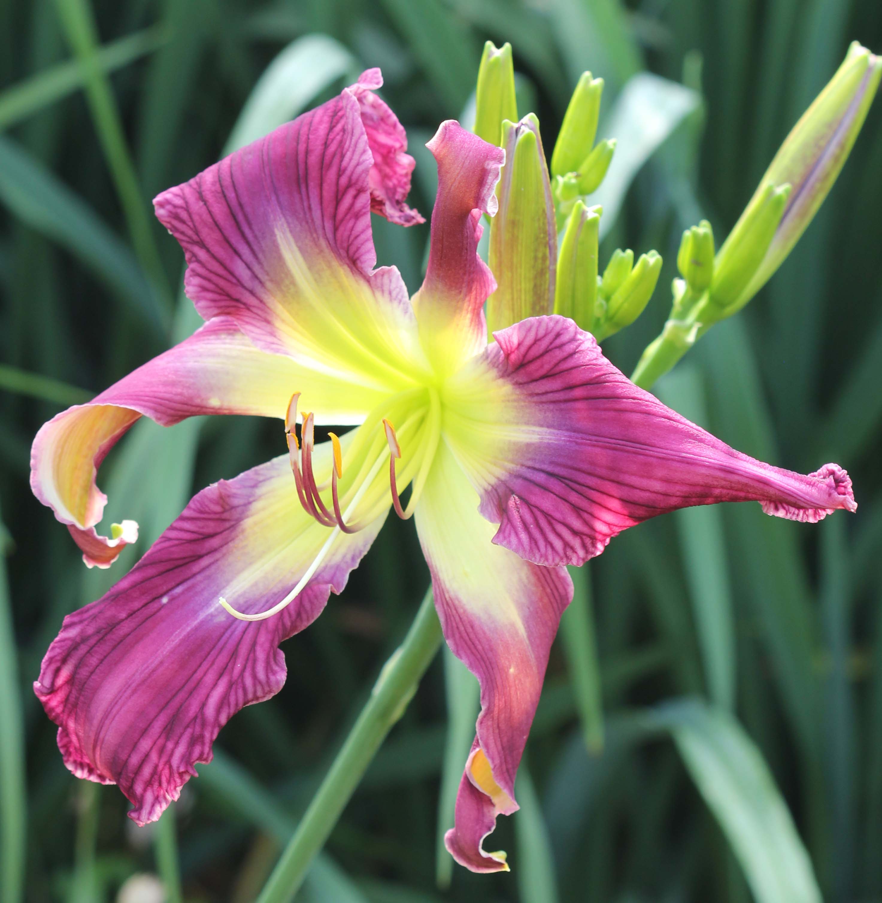 Orchid Moonrise